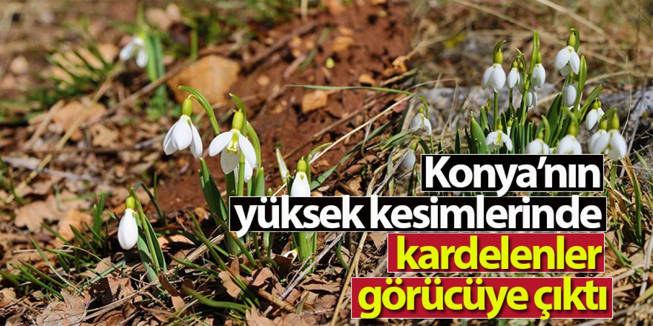 Konya’nın yüksek kesimlerinde kardelenler görücüye çıktı