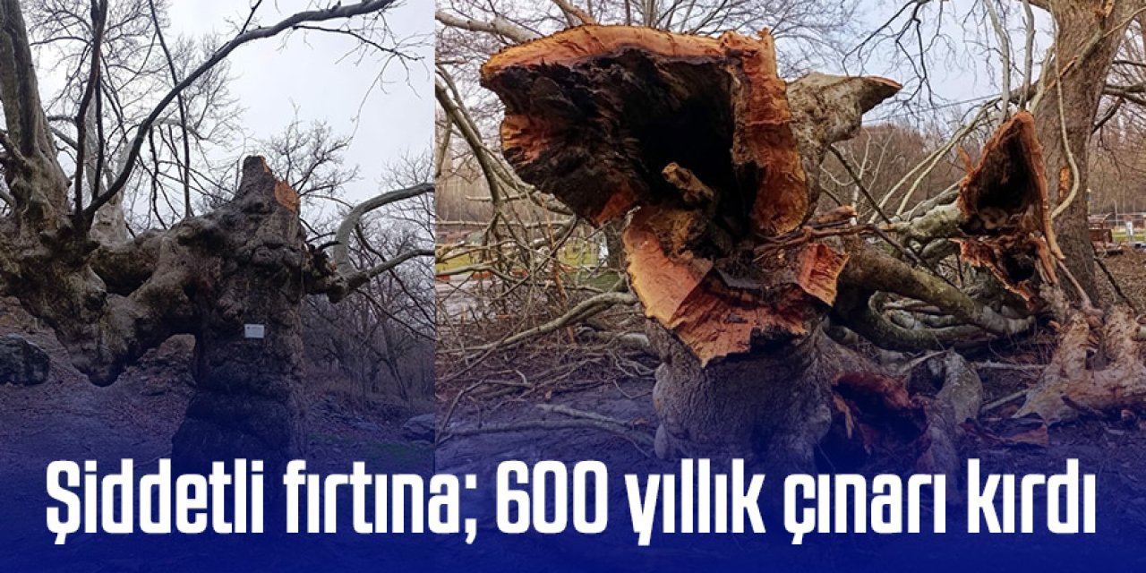 Şiddetli fırtına 600 yıllık çınarı kırdı