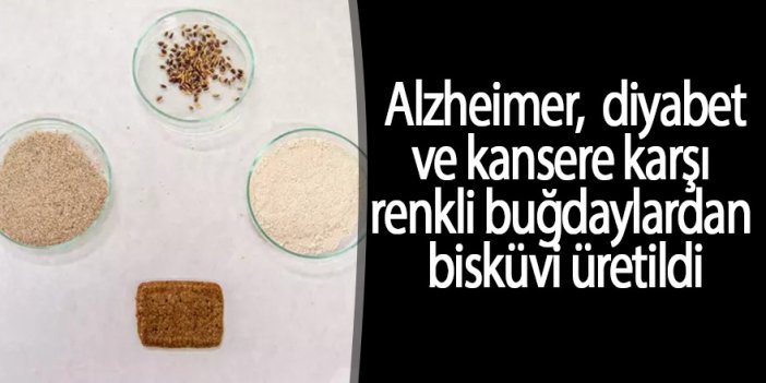 Alzheimer, diyabet ve kansere karşı renkli buğdaylardan bisküvi üretildi