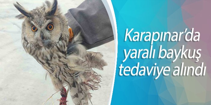 Karapınar’da yaralı baykuş tedaviye alındı