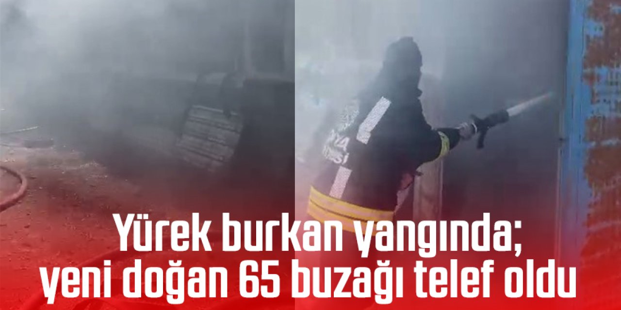 Yürek burkan yangında; yeni doğan 65 buzağı telef oldu