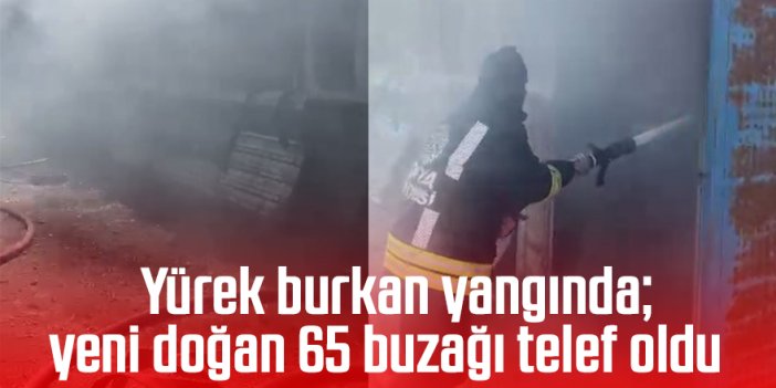 Yürek burkan yangında; yeni doğan 65 buzağı telef oldu