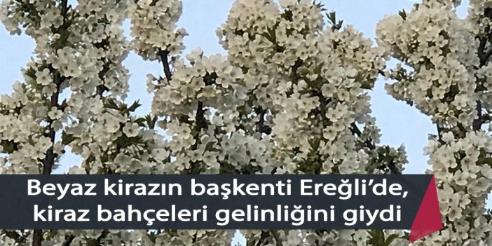 Beyaz kirazın başkenti Ereğli’de kiraz bahçeleri gelinliğini giydi