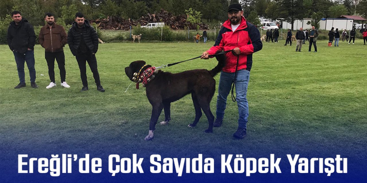 Ereğli’de çok sayıda köpek yarıştı
