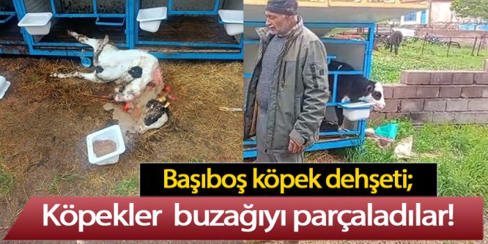 Başıboş köpek dehşeti; buzağıyı parçaladılar!