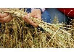 Borç Erteleme İcmalleri Askıya Çıkarıldı