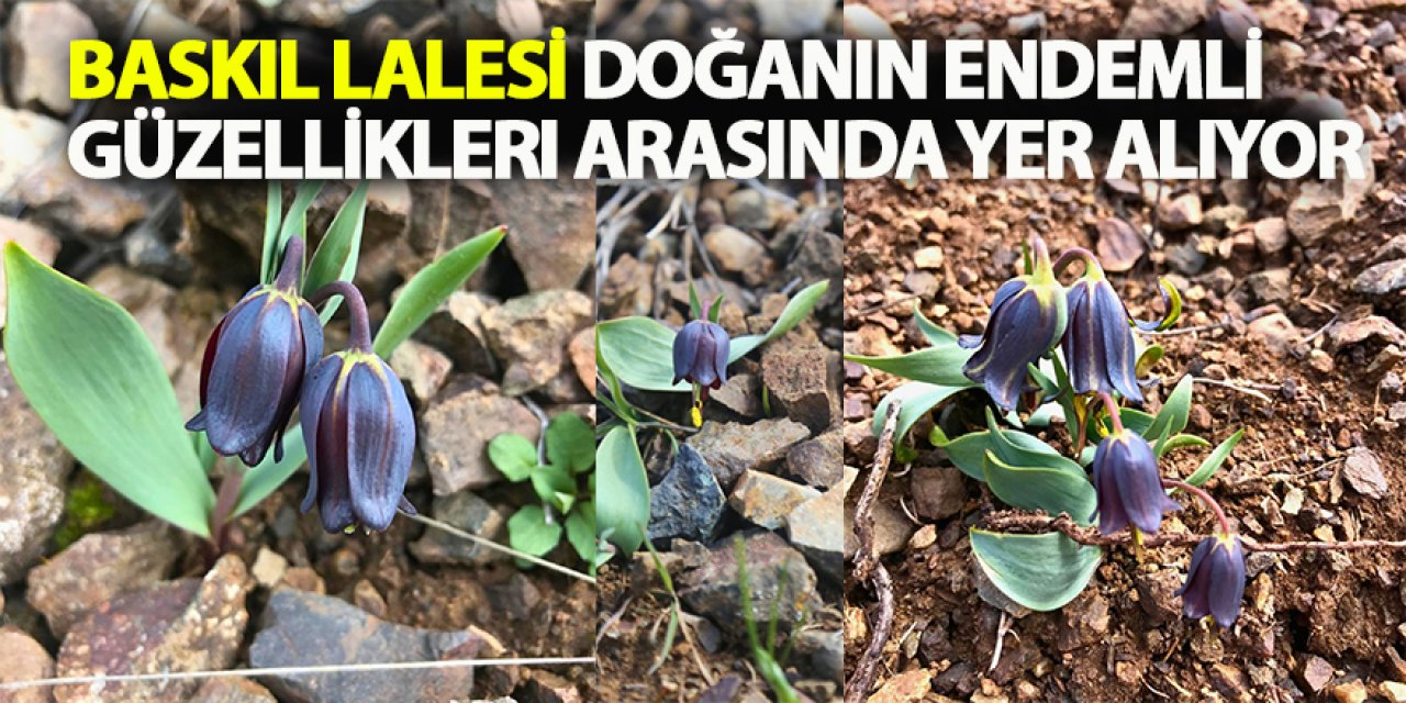 Baskil Lalesi Doğanın Endemli Güzellikleri Arasında Yer Alıyor