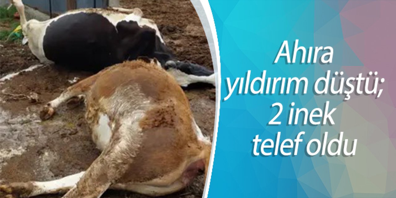 Ahıra yıldırım düştü; 2 inek telef oldu