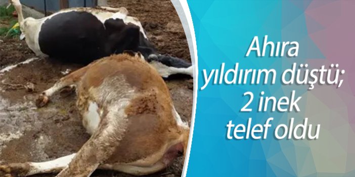 Ahıra yıldırım düştü; 2 inek telef oldu