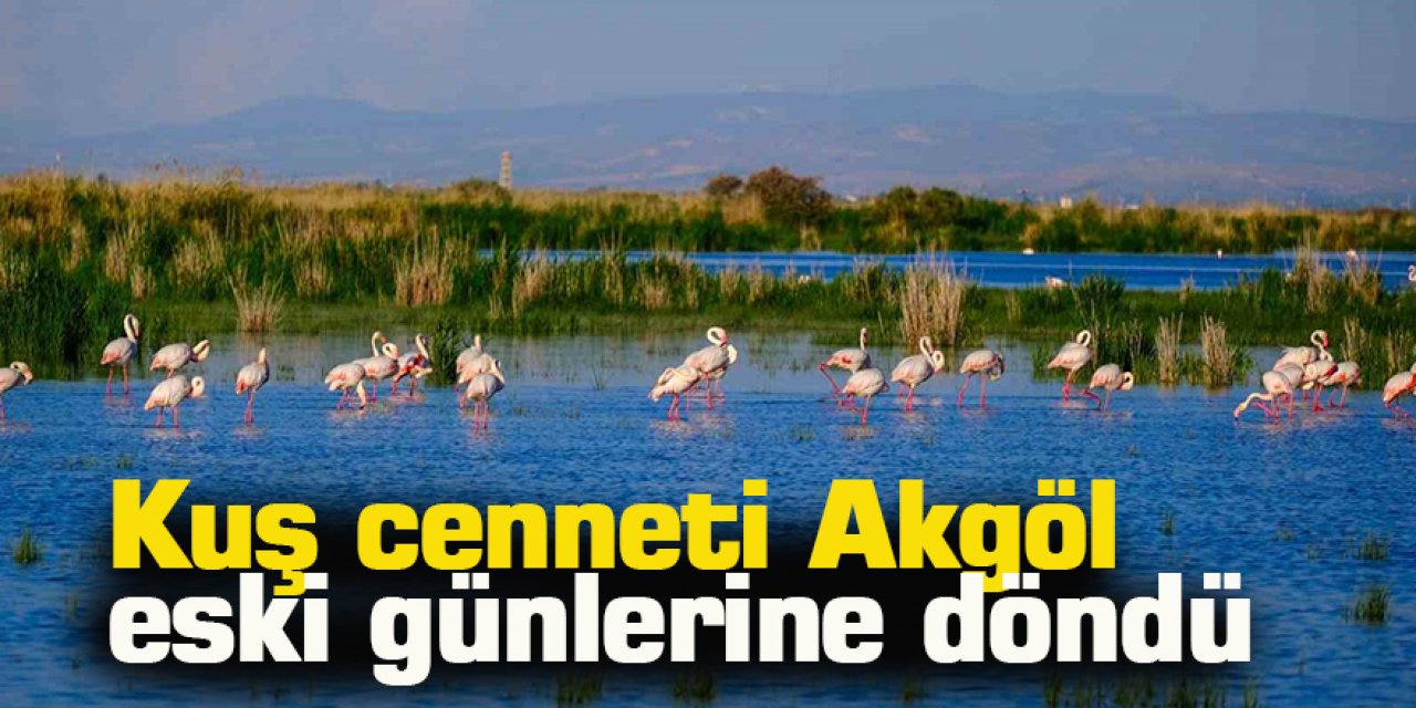 Kuş cenneti Akgöl eski günlerine döndü: "Allı turnalar" görsel şölen sunuyor