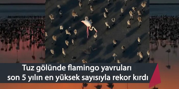 Tuz gölünde flamingo yavruları son 5 yılın en yüksek sayısıyla rekor kırdı