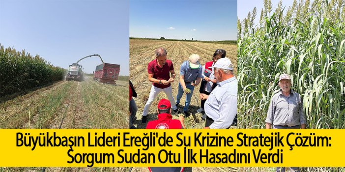 Büyükbaşın Lideri Ereğli'de Su Krizine Stratejik Çözüm: Sorgum Sudan Otu İlk Hasadını Verdi