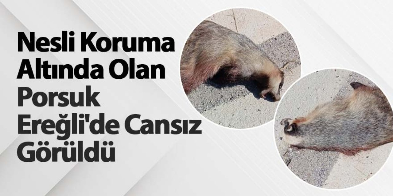 Ereğli’de Koruma Altındaki Porsuk Cansız Halde Bulundu
