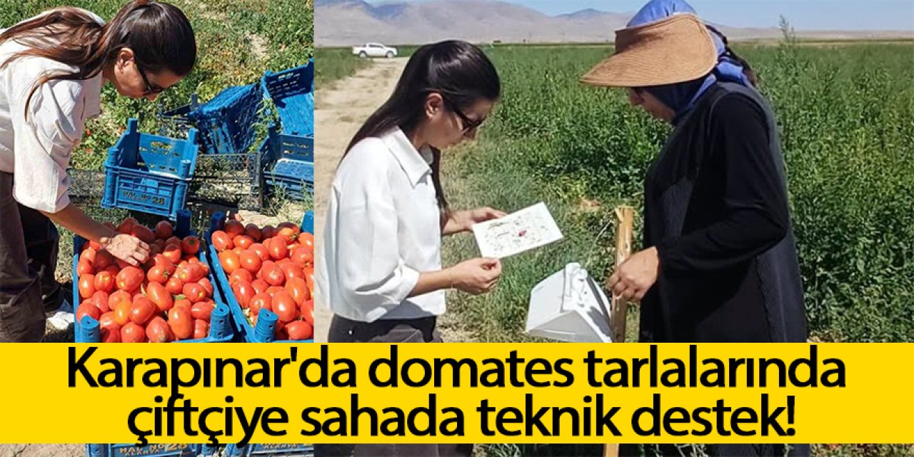Karapınar'da domates tarlalarında çiftçiye sahada teknik destek!