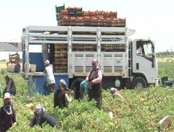 Domates Hasadı Başladı