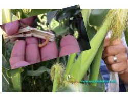 Dane ve Silajlık Mısırda Koçan Kurdu