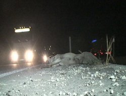 Otomobil Köpeğe Çarptı, Köpek Telef Oldu