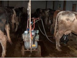 Süt Sağarken Elektrik Çarptı ,Hayatını Kaybetti