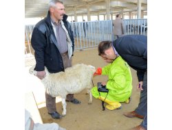 Büyükşehir Kurban Bayramı’na Hazır