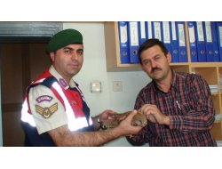 Yaralı Atmacaya Jandarma Sahip Çıktı