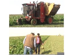 Bereketli Tarım, Pancar Üreticisini Ziyaret Etti