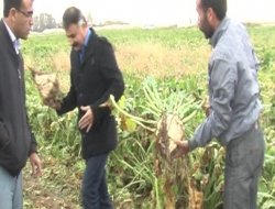 Taşağıl Mahallesinde Pancar Hasatı Yoğun Bir Şekilde Devam Ediyor