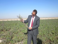 Ereğli’de Siyah Havuç Hasadı Başladı