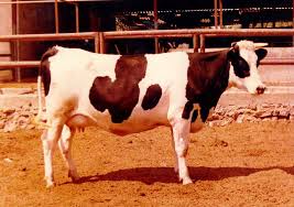 Genç Anne Ahırda Ölü Bulundu