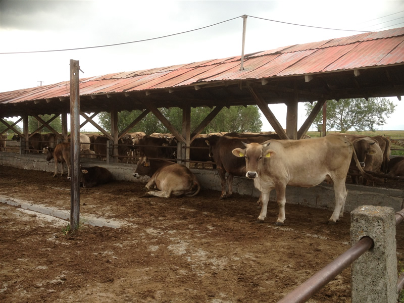 İneğin teptiği Vatandaş Hayatını Kaybetti