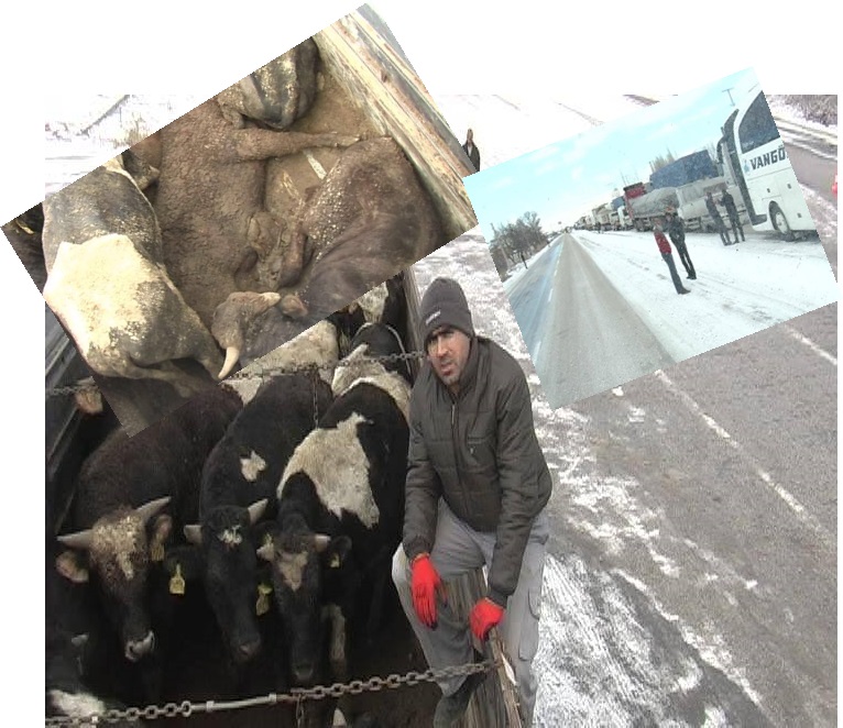 TİPİ YOL KAPATTI, 5 İNEK DONARAK TELEF OLDU