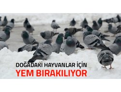 Doğadaki Hayvanlar İçin Yem Bırakılıyor