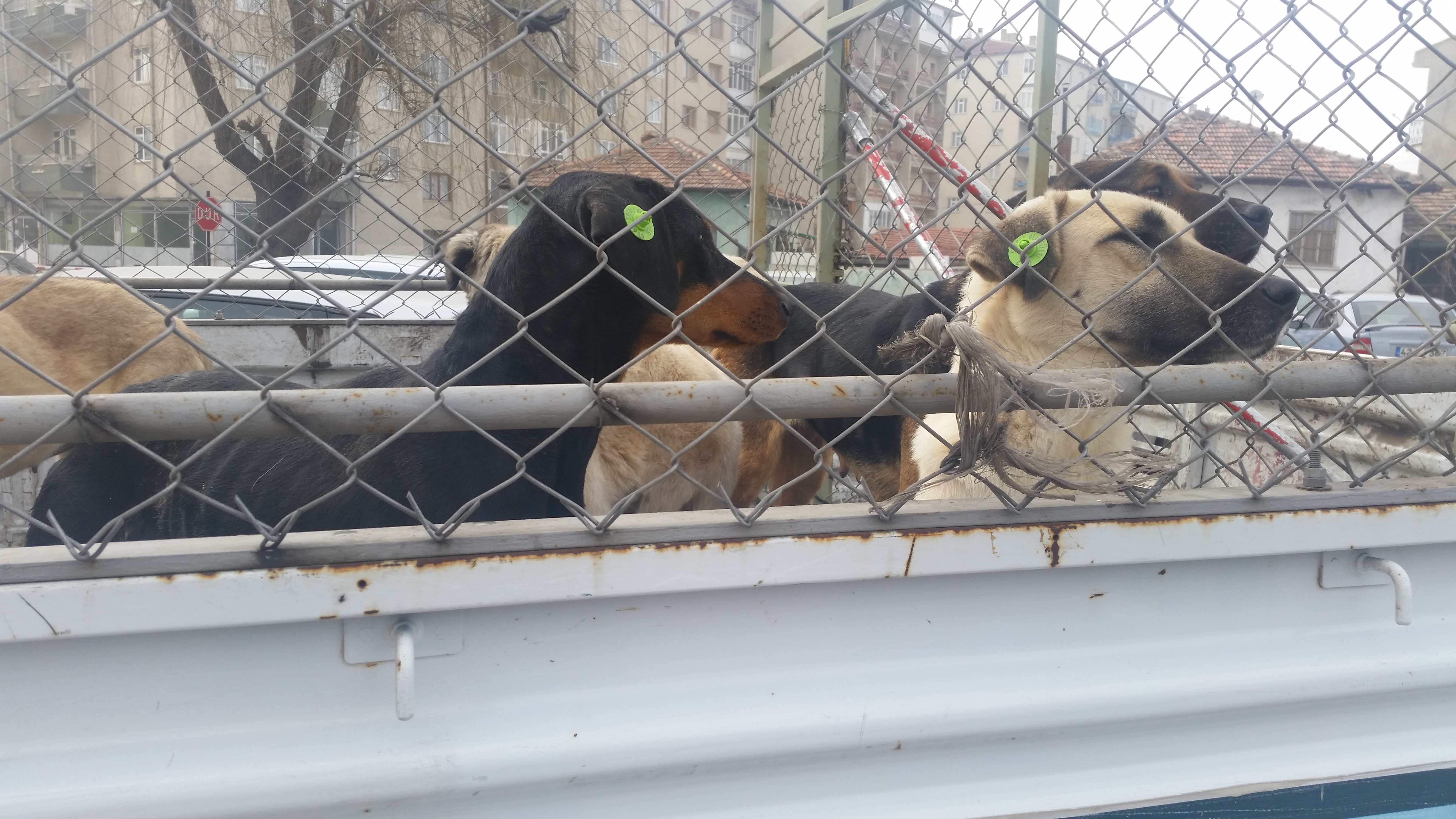 Sokak Hayvanları Kısırlaştırılıyor