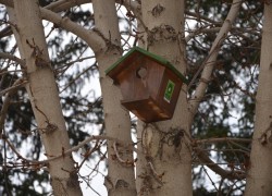 Kuşlar Yeni Yuvalarına Kavuştu