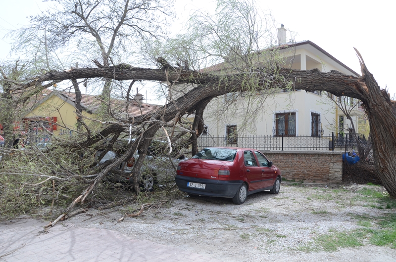 --ereglide-firtina-cati-ucurdu,-agaclari-devrildi--2-001.jpg
