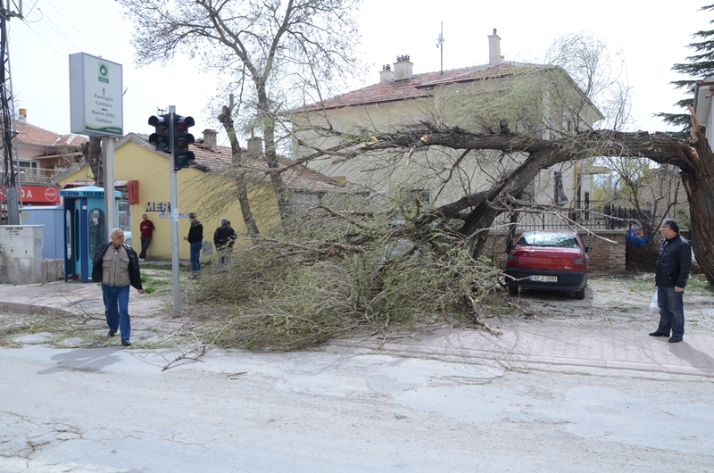 --ereglide-firtina-cati-ucurdu,-agaclari-devrildi--3-001.jpg