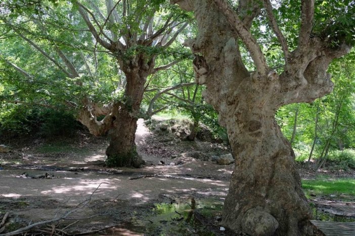 870-yillik-olan-anit-cinar-agaci.jpg