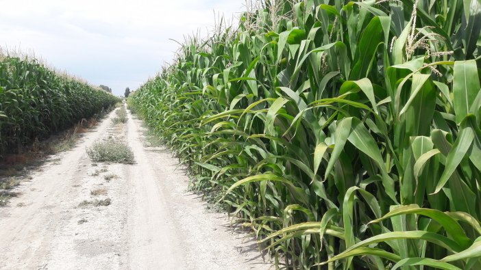 sarica-silajlik-misir-tarlalarini-denetledi-001.jpg