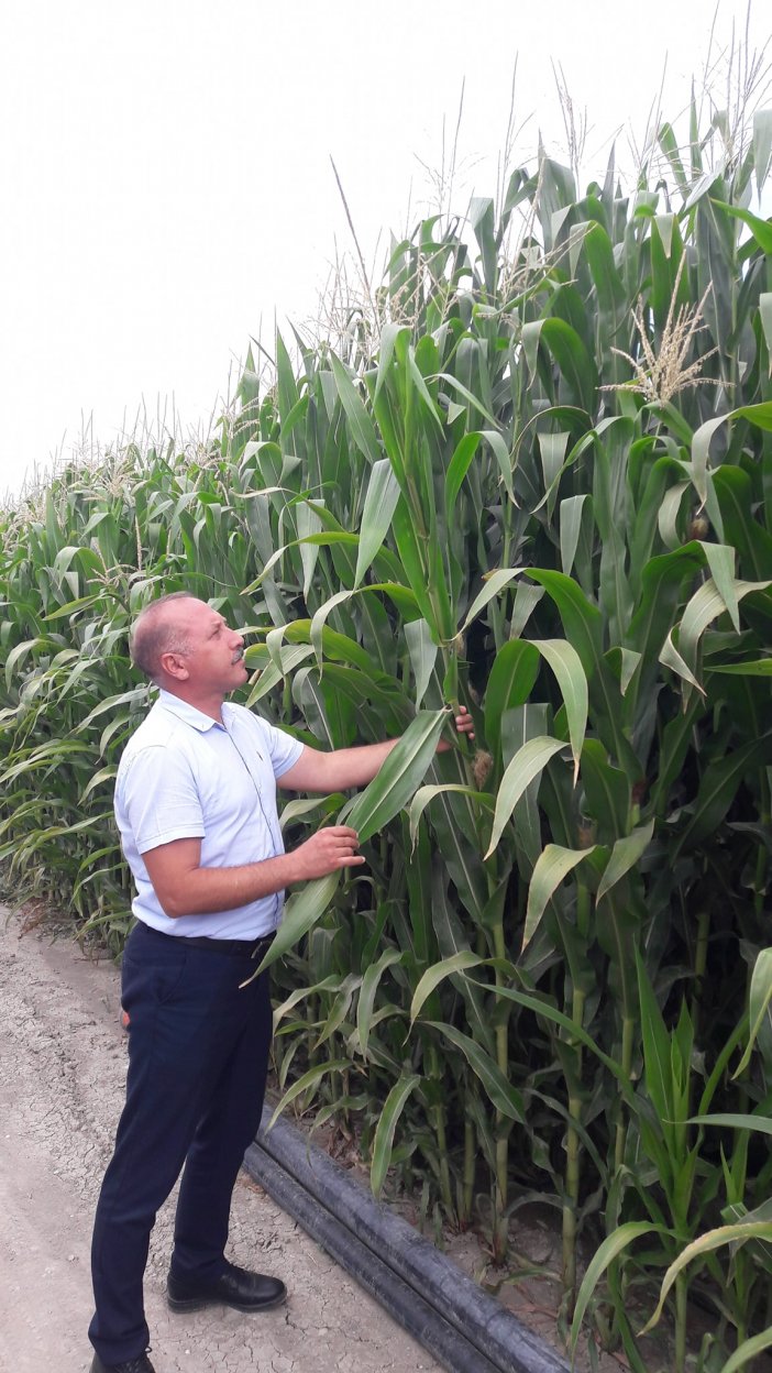 sarica-silajlik-misir-tarlalarini-denetledi-003.jpg