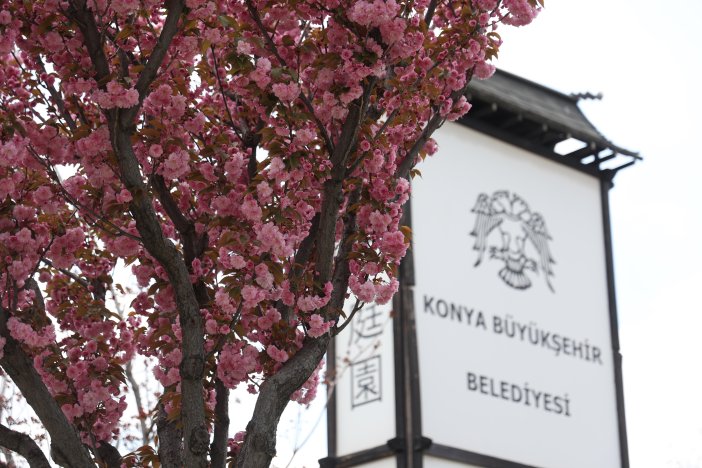 sakuralar-icin-japonyaya-gitmenize-gerek-yok-konyada-sakura-mevsimi-basladi-001.jpg