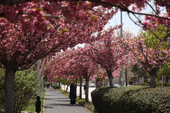sakuralar-icin-japonyaya-gitmenize-gerek-yok-konyada-sakura-mevsimi-basladi-002.jpg
