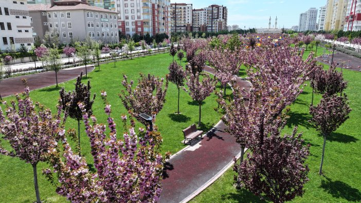 sakuralar-icin-japonyaya-gitmenize-gerek-yok-konyada-sakura-mevsimi-basladi-003.jpg