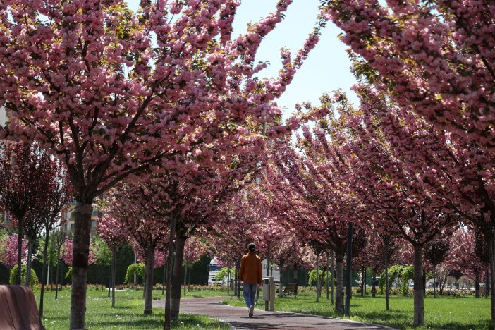 sakuralar-icin-japonyaya-gitmenize-gerek-yok-konyada-sakura-mevsimi-basladi-007.jpg