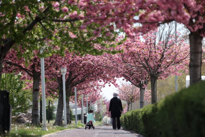 sakuralar-icin-japonyaya-gitmenize-gerek-yok-konyada-sakura-mevsimi-basladi-010.jpg