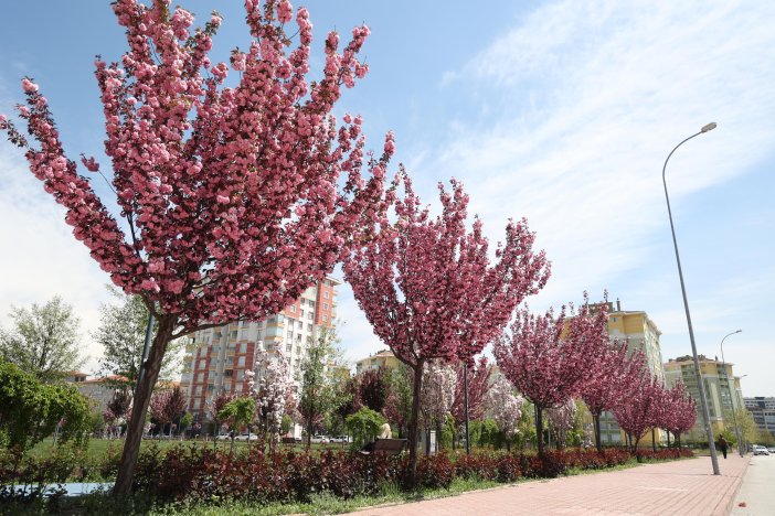 sakuralar-icin-japonyaya-gitmenize-gerek-yok-konyada-sakura-mevsimi-basladi-011.jpg