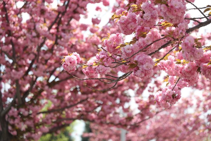 sakuralar-icin-japonyaya-gitmenize-gerek-yok-konyada-sakura-mevsimi-basladi-012.jpg