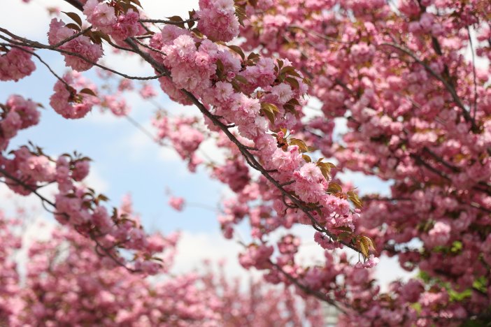 sakuralar-icin-japonyaya-gitmenize-gerek-yok-konyada-sakura-mevsimi-basladi-016.jpg