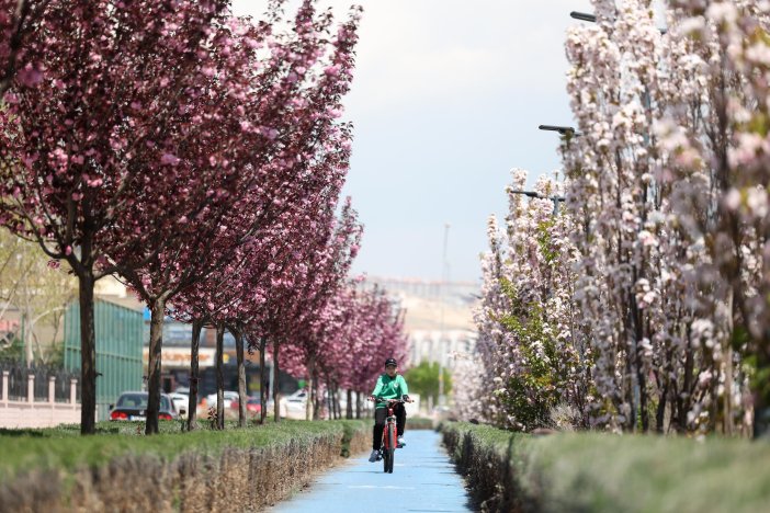 sakuralar-icin-japonyaya-gitmenize-gerek-yok-konyada-sakura-mevsimi-basladi-017.jpg