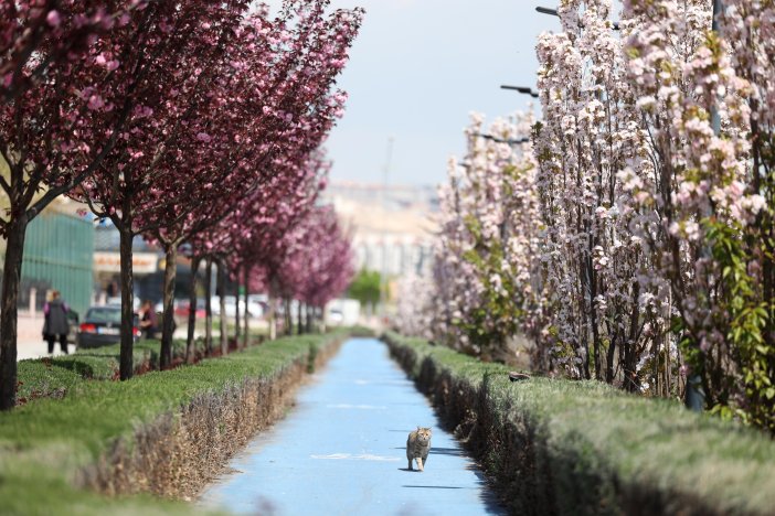 sakuralar-icin-japonyaya-gitmenize-gerek-yok-konyada-sakura-mevsimi-basladi-020.jpg