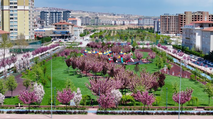 sakuralar-icin-japonyaya-gitmenize-gerek-yok-konyada-sakura-mevsimi-basladi.jpg