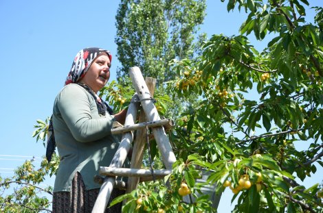 dsc_7446.jpg dsc_7446.jpg